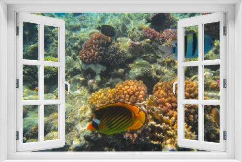 Fototapeta Naklejka Na Ścianę Okno 3D - Underwater photography of the Red Sea reefs in South Sinai