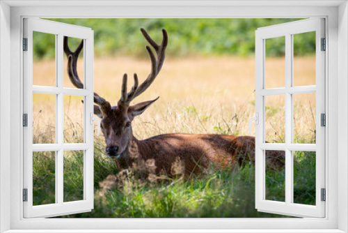 Fototapeta Naklejka Na Ścianę Okno 3D - deer stag