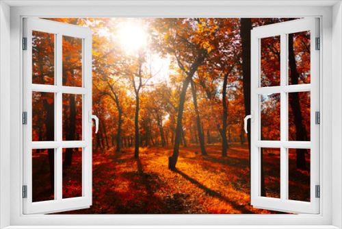 Fototapeta Naklejka Na Ścianę Okno 3D - Red forest in the autumn . Vibrant colors of fall season 