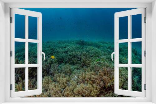 Fototapeta Naklejka Na Ścianę Okno 3D - Diving in the Thailand ocean
