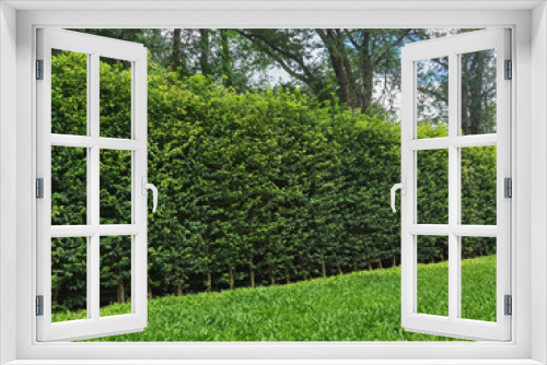Fototapeta Naklejka Na Ścianę Okno 3D - Long green hedge or green leaves wall with textured green grass lawn in foreground. Green grass wall texture for backdrop design and eco wall and die-cut for artwork. Green grass and hedge in garden.