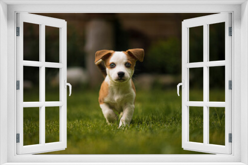 Fototapeta Naklejka Na Ścianę Okno 3D - jack russell terrier puppy