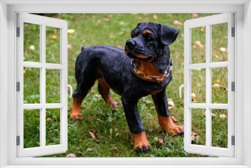 Fototapeta Naklejka Na Ścianę Okno 3D - Gardening figure of a dog on a blurred background of a lawn with fallen apples. Toy young rottweiler. Close-up.