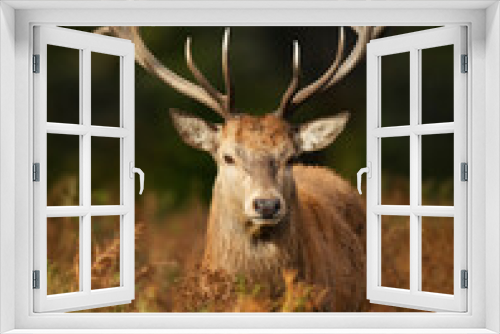 Fototapeta Naklejka Na Ścianę Okno 3D - Portrait of a red deer stag in autumn