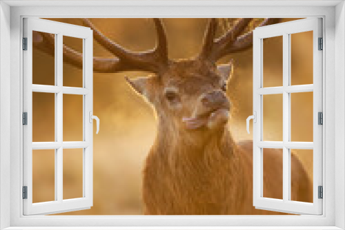 Fototapeta Naklejka Na Ścianę Okno 3D - Red deer stag on an early autumn morning