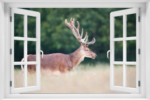 Fototapeta Naklejka Na Ścianę Okno 3D - Portrait of a red deer stag with velvet antlers in summer