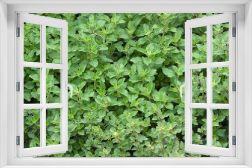 Fototapeta Naklejka Na Ścianę Okno 3D - Oregano (Origanum vulgare)