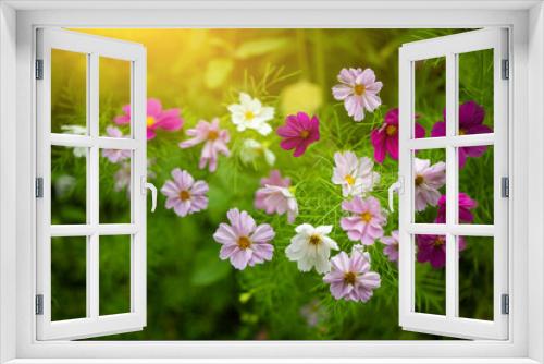 Fototapeta Naklejka Na Ścianę Okno 3D - onętek, kosmos, łąka kwietna
