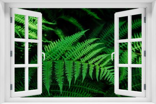 Fototapeta Naklejka Na Ścianę Okno 3D - Beautyful ferns leaves background in sunlight. Green foliage natural floral pattern. Selective focus