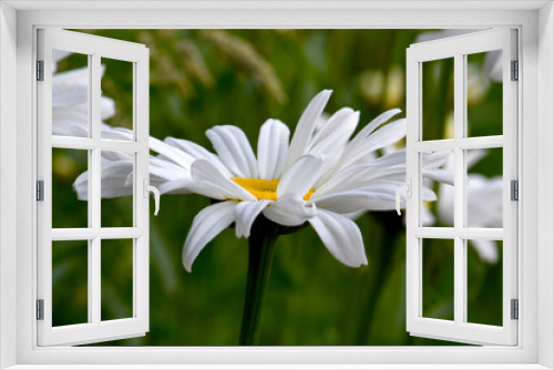 Fototapeta Naklejka Na Ścianę Okno 3D - Daisy Flower 01