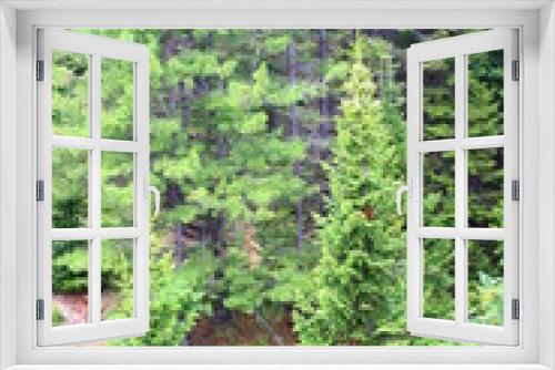 Fototapeta Naklejka Na Ścianę Okno 3D - Panoramic view of mixed woodland birch, spruce, cedar trees in summer
