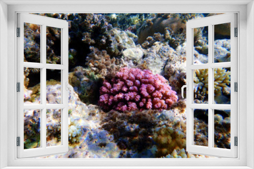 Fototapeta Naklejka Na Ścianę Okno 3D - Pocillopora damicornis - Pink Colorful SPS coral in Red Sea, underwater scene
