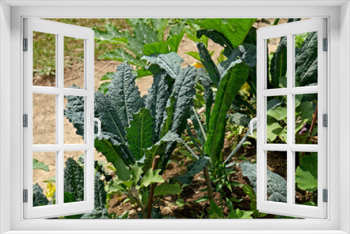 Fototapeta Naklejka Na Ścianę Okno 3D - Vegetables in the natural synergistic garden