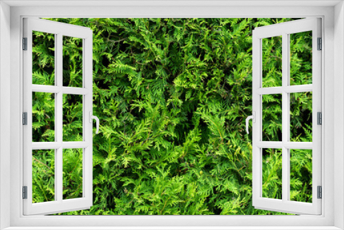 Fototapeta Naklejka Na Ścianę Okno 3D - Green bushes, detailed texture photo background.