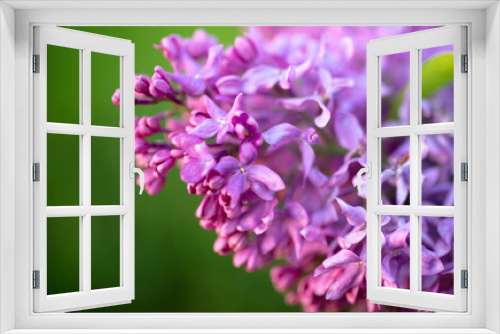 Fototapeta Naklejka Na Ścianę Okno 3D - Beautiful lilac flowers in nature.