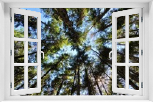 Fototapeta Naklejka Na Ścianę Okno 3D - Alberi di un bosco ripresi dal basso in controluce con obiettivo grandangolare contro un limpido cielo azzurro