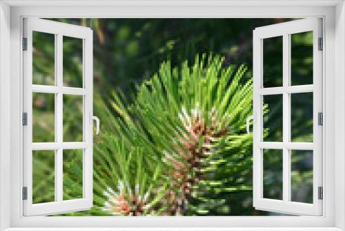 Fototapeta Naklejka Na Ścianę Okno 3D - Bosnian pine Malinki