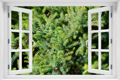 Fototapeta Naklejka Na Ścianę Okno 3D - Darley Dale heath