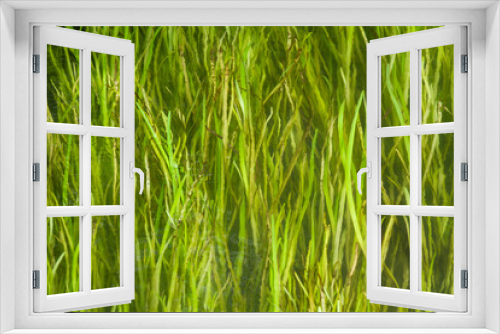 Fototapeta Naklejka Na Ścianę Okno 3D - long green grass meanders in the river