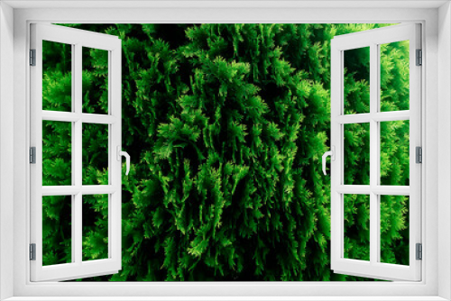 Fototapeta Naklejka Na Ścianę Okno 3D - green moss background green leaf 