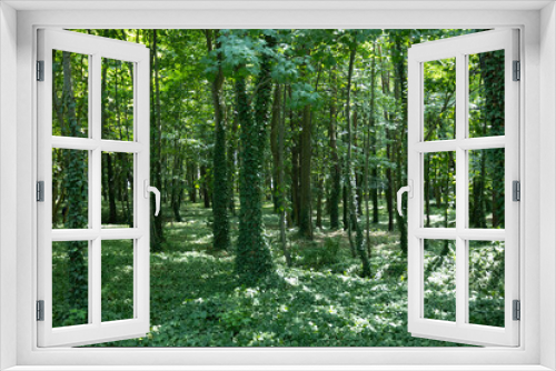 Fototapeta Naklejka Na Ścianę Okno 3D - trees in the forest covered with ivy, green background