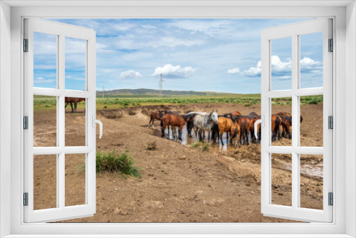 Fototapeta Naklejka Na Ścianę Okno 3D - herd of horses on the meadow