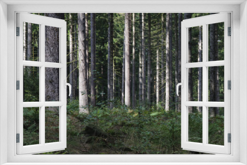 Fototapeta Naklejka Na Ścianę Okno 3D - Naturbelassener Wald