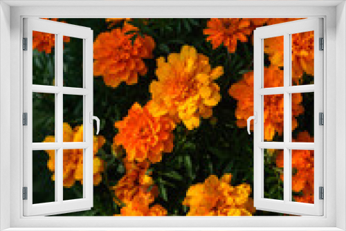 Fototapeta Naklejka Na Ścianę Okno 3D - Close up of marigolds flowers