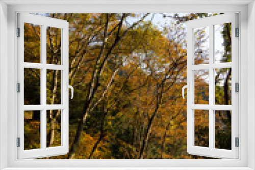 Fototapeta Naklejka Na Ścianę Okno 3D - EOSRP,広島県山野峡、黄金色の紅葉。