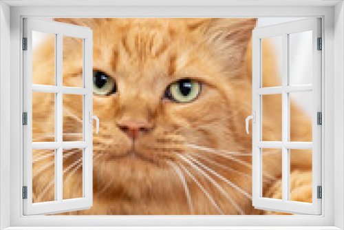 Fototapeta Naklejka Na Ścianę Okno 3D - 猫を抱っこする　茶トラ猫