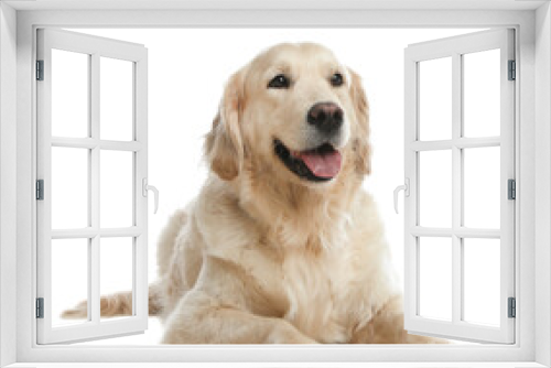 Fototapeta Naklejka Na Ścianę Okno 3D - Cute Golden Retriever dog on white background