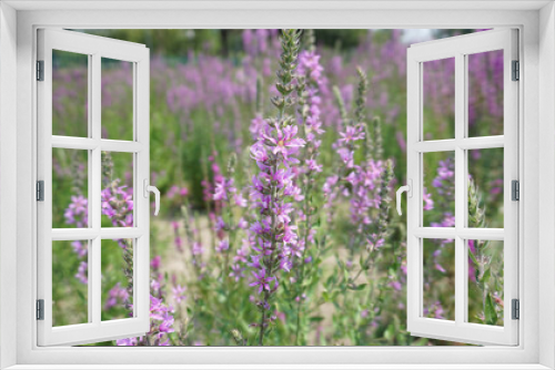 Fototapeta Naklejka Na Ścianę Okno 3D - sunny day beautiful flowers