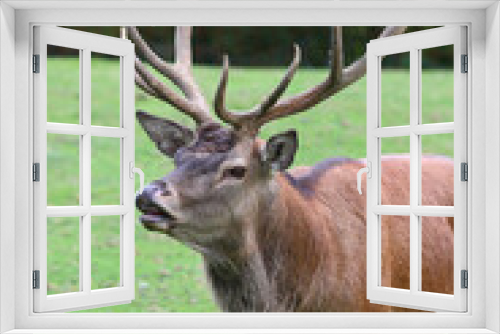 Fototapeta Naklejka Na Ścianę Okno 3D - Rothirsch / Red Deer / Cervus elaphus