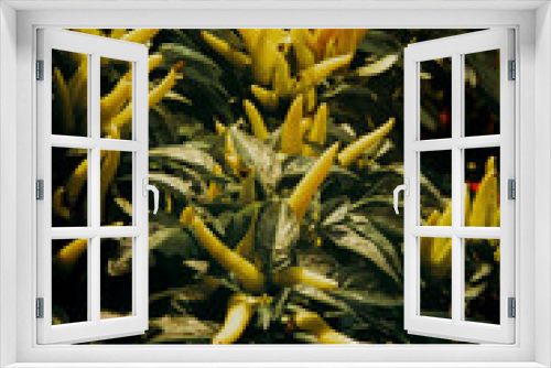 Fototapeta Naklejka Na Ścianę Okno 3D - Masquerade Ornamental Pepper Plant