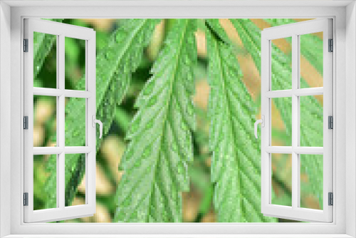 Fototapeta Naklejka Na Ścianę Okno 3D - Industrial hemp agriculture green plant