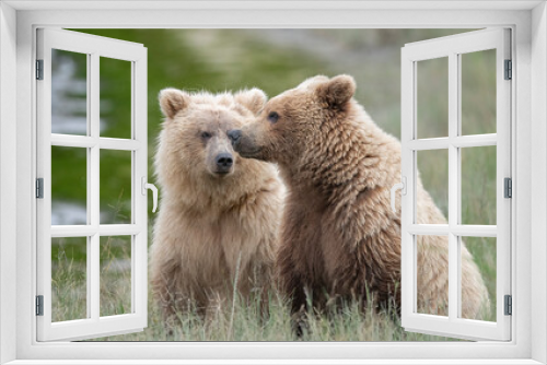 Fototapeta Naklejka Na Ścianę Okno 3D - Light Colored Brown Bear Two Year Old Cubs, Lake Clark