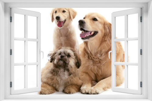 Fototapeta Naklejka Na Ścianę Okno 3D - Three dogs