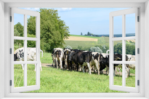 Fototapeta Naklejka Na Ścianę Okno 3D - petit troupeau de vaches sur le vert pâturage