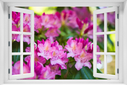 Fototapeta Naklejka Na Ścianę Okno 3D - Rhodedendron blooming in backyard garden