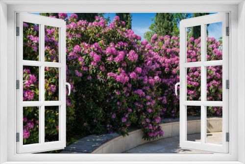Fototapeta Naklejka Na Ścianę Okno 3D - Huge bushes of Rhododendron 'Roseum Elegans' (hybrid of catawbiense) with lilac flowers against blue spring sky. Rest zone. Close-up. Landscape city park 