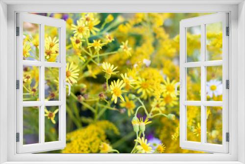 Fototapeta Naklejka Na Ścianę Okno 3D - natural background of yellow wildflowers, horizontal