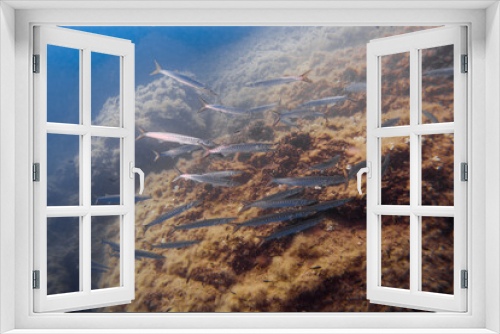 Fototapeta Naklejka Na Ścianę Okno 3D - Large school of Chevron Barracuda (Sphyraena putnamae), Isola d' Elba, Italy, mediterranean sea