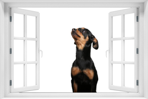Fototapeta Naklejka Na Ścianę Okno 3D - Beautiful dog in front of a white background