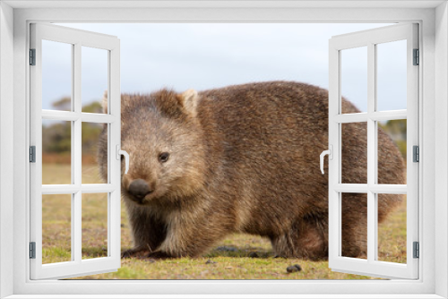 Fototapeta Naklejka Na Ścianę Okno 3D - Wombat close-up