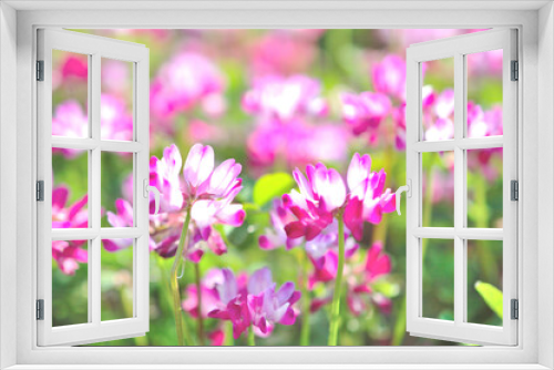 Fototapeta Naklejka Na Ścianę Okno 3D - レンゲの花