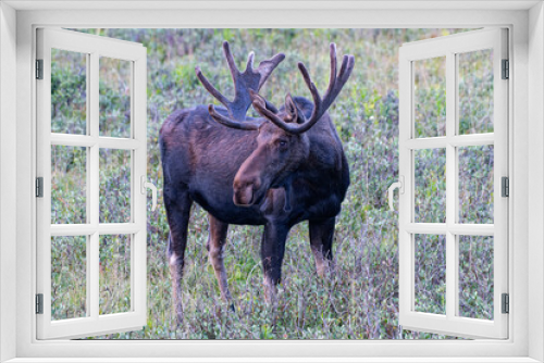 Fototapeta Naklejka Na Ścianę Okno 3D - Moose in the Colorado Rocky Mountains
