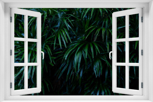 Fototapeta Naklejka Na Ścianę Okno 3D - Full Frame of Palm Leaves Pattern Background, Nature Lush Foliage Leaf  Texture , tropical leaf
