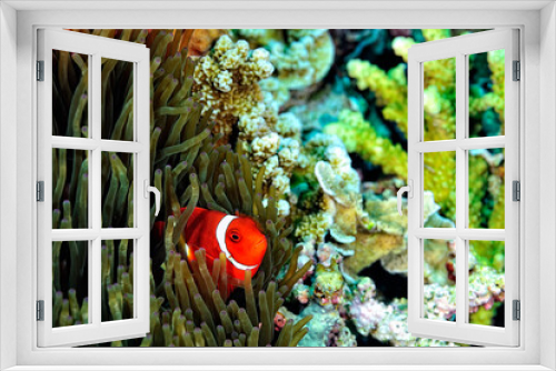 Fototapeta Naklejka Na Ścianę Okno 3D - An anemone and it's Clown fish