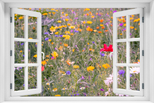 Fototapeta Naklejka Na Ścianę Okno 3D - wildflower meadow