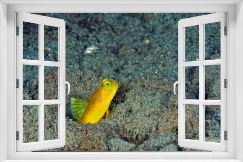 Fototapeta Naklejka Na Ścianę Okno 3D - A picture of a yellow shrimp goby